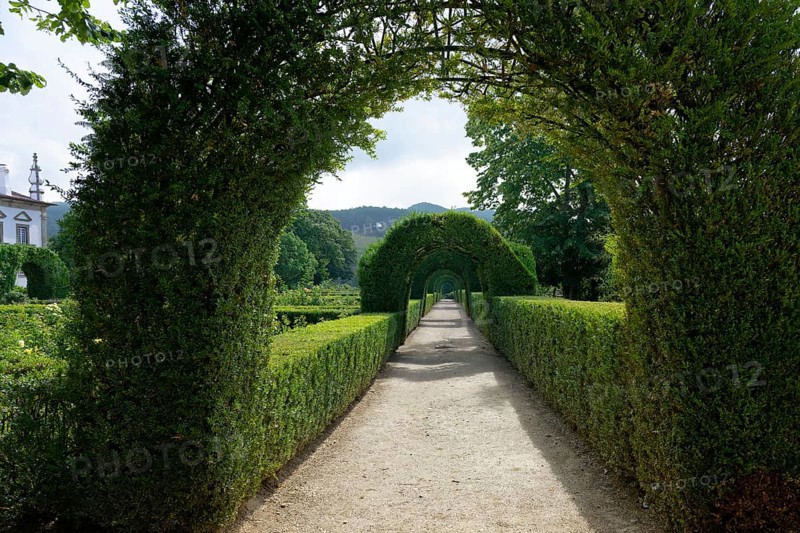 Tunel de Cedros, Mateus Palace (Fundacao da Casa de Mateus), Mateus, Vila Real, Portugal, Europe