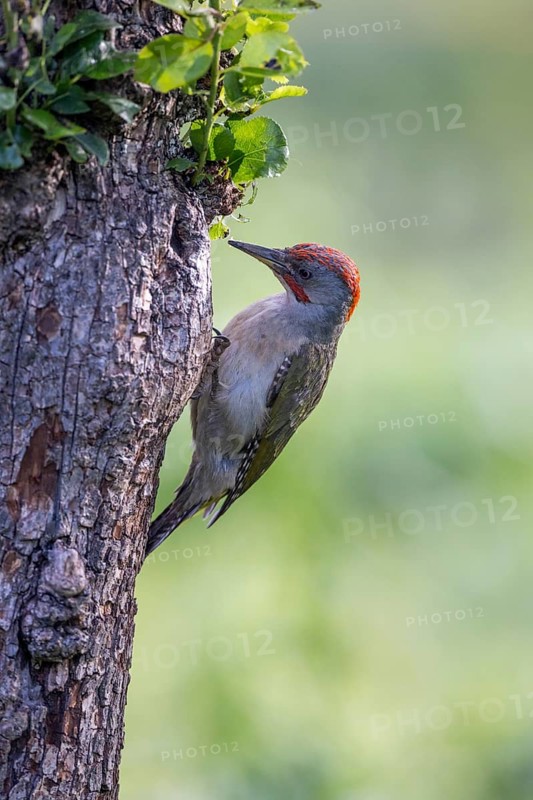 Iberian Green Woodpecker (Picus viridis sharpei) (Picus sharpei), male, on tree trunk, portrait, Castile-Leon province, Spain, Europe