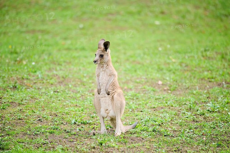 Western grey kangaroo (Macropus fuliginosus) youngtser sitting on a meadow, captive, Germany, Europe