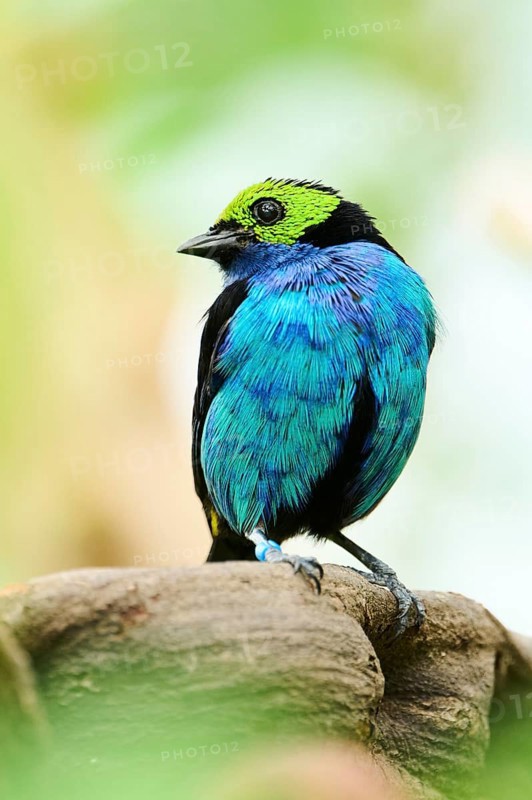 Paradise tanager (Tangara chilensis) sitting on a branch, Bavaria, Germany, Europe