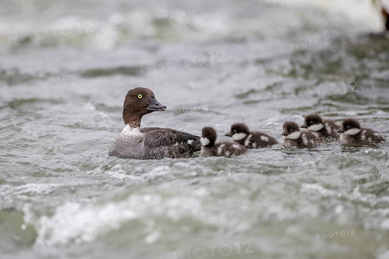 Barrow's goldeneye (Bucephala islandica), female with chicks, young birds, Laxa River, Lake Myvatn, Iceland, Europe