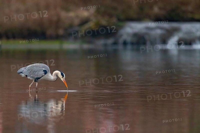 A grey heron fishing, Lake Kemnader, Ruhr area, North Rhine-Westphalia, Germany, Europe