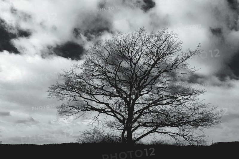 The silhouette of a treeless tree stands in high contrast against a dramatic cloudy sky, Hambach Forest, North Rhine-Westphalia, Germany, Europe