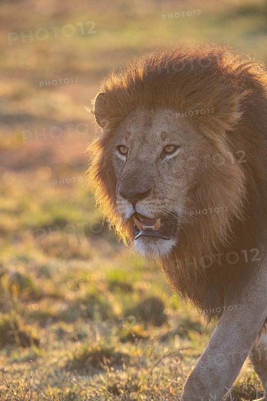 Lion (Panthera leo) Masai Mara Kenya