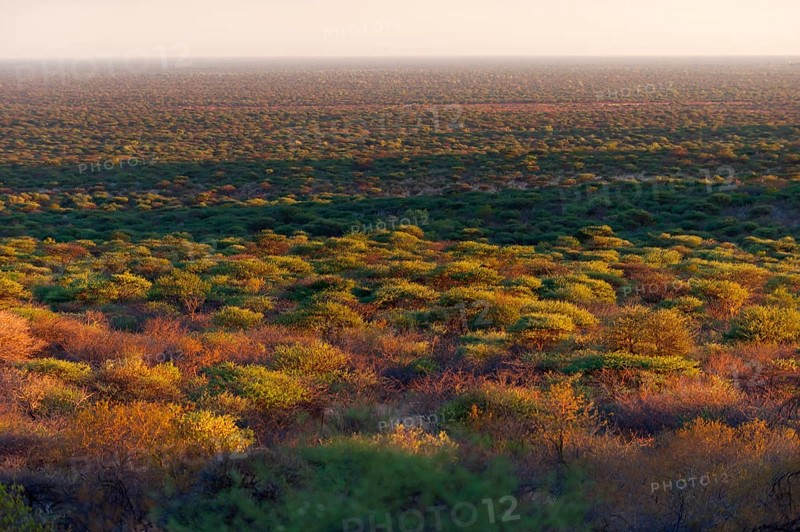African country in the Waterberg area, nature, wide view, flora, country, landscape, evening sun, Otijiwarongo, Namibia, Africa