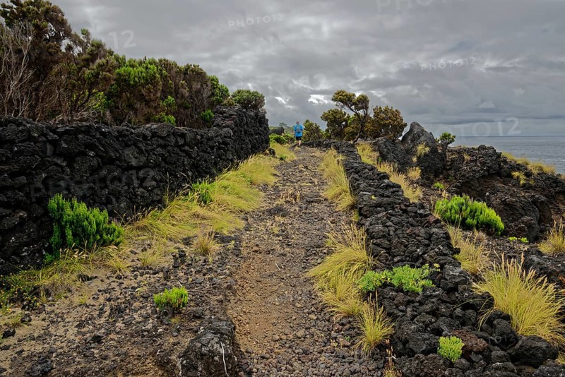 Trail through barren volcanic rock with scattered green plants under a cloudy sky, north coast, Santa Luzia, Pico, Azores, Portugal, Europe