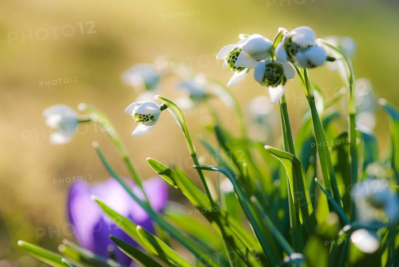 Double snowdrop 'Flore Pleno' (Galanthus nivalis) with lush green leaves against the light, sunny spring day, Lower Saxony, Germany, Europe