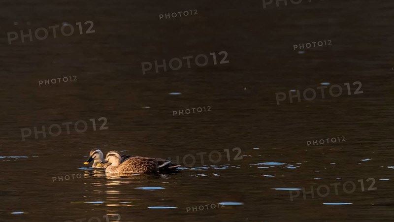 Two spot-billed ducks bathed in sunlight swimming in a river