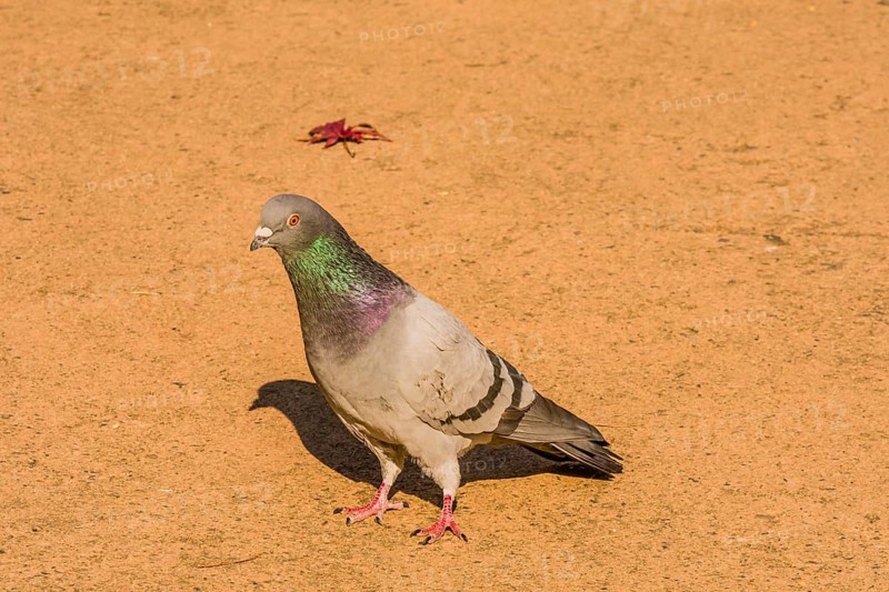 Single grey rock pigeon with rings of green and maroon on it neck standing on paved walkway on sunny morning