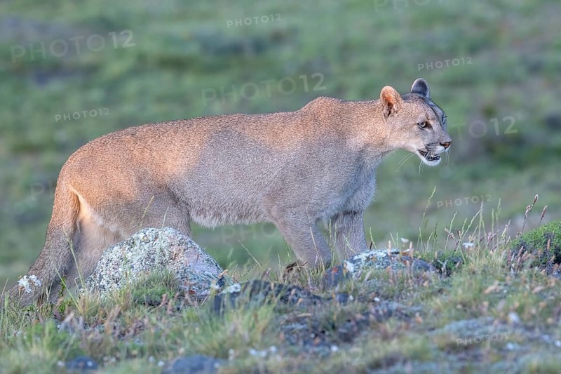 Cougar (Cougar concolor), silver lion, mountain lion, cougar, panther, small cat, Torres del Paine National Park, Patagonia, end of the world, Chile, South America