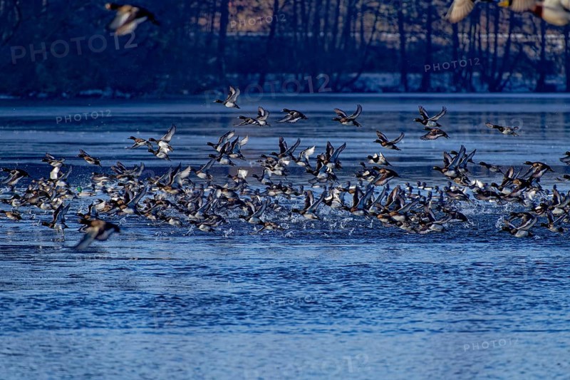A flock of tufted duck (Aythya fuligula) and mallards (Anas platyrhynchos), take-off from the water, flight, winter, Wismar, Mecklenburg-Western Pomerania, Germany, Europe