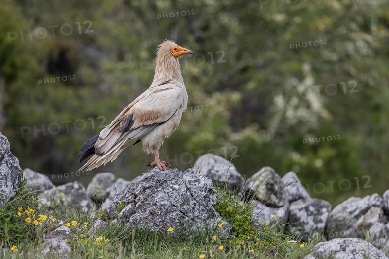 Egyptian vulture (Neophron percnopterus), on stone, Castile-Leon province, Picos de Europa, Spain, Europe