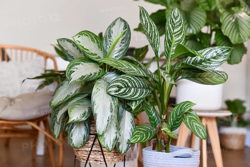Potted tropical 'Aglaonema Silver Bay' houseplant with silver pattern in basket with other houseplants in blurry background