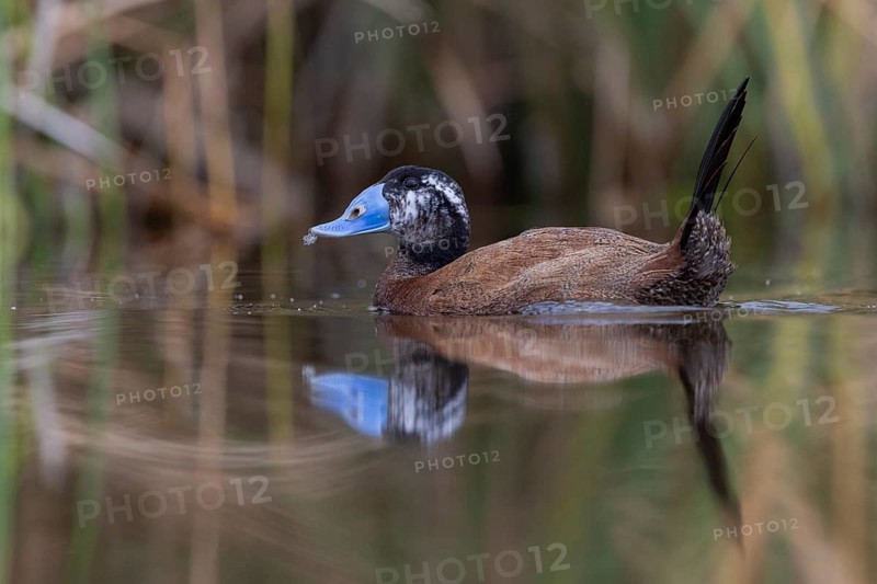 White-headed Duck (Oxyura leucocephala), El Taray wetland, Castilla-La Mancha, Spain, Europe