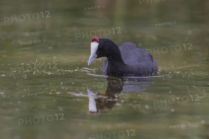 Red-knobbed coot (Fulica cristata), wetland near Alicante, Andalusia, Spain, Europe