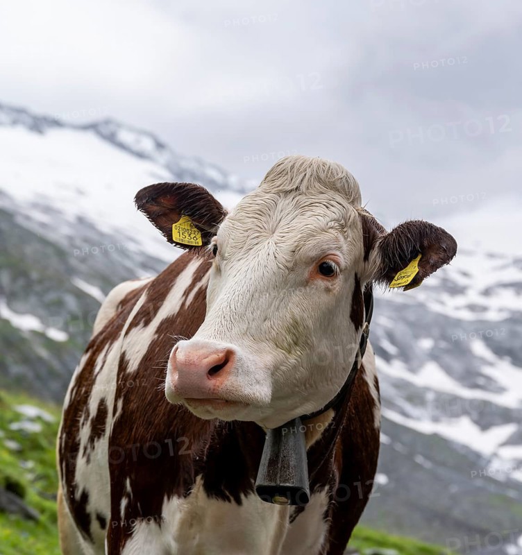 Brewing white spotted cow on alpine meadow, animal portrait, valley of Schlegeisgrund, glaciated mountain peaks, Berliner Hoehenweg, Zillertal, Tyrol, Austria, Europe