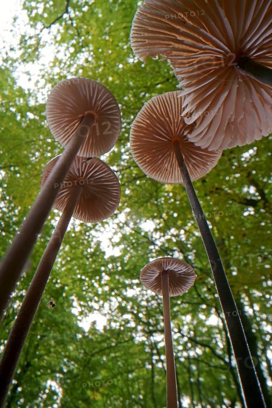 Long-stemmed garlic dwindler (Marasmius alliaceus), from below, lamellae, Hesse, Germany, Europe