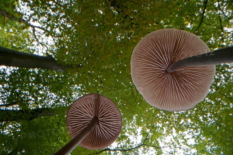 Long-stemmed garlic dwindler (Marasmius alliaceus), from below, lamellae, Hesse, Germany, Europe