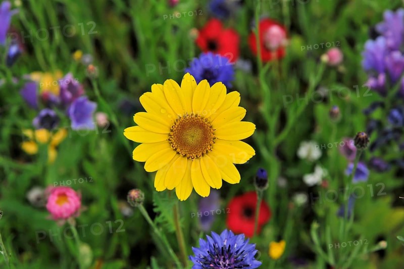 Colourful flower meadow, Schwaebisch Gmuend, Baden-Wuerttemberg, Germany, Europe