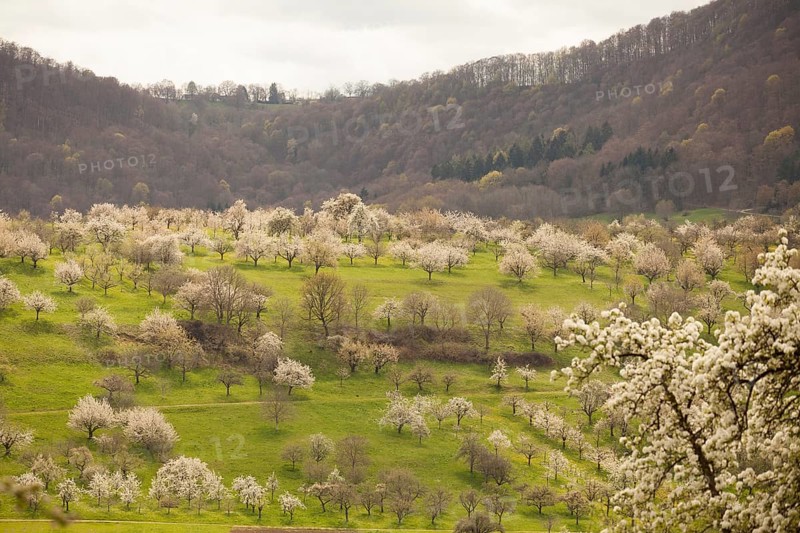 Orchard meadow near Weilheim an der Teck, Swabian Alb. Cherry blossom, apple blossom and pear blossom in full splendour