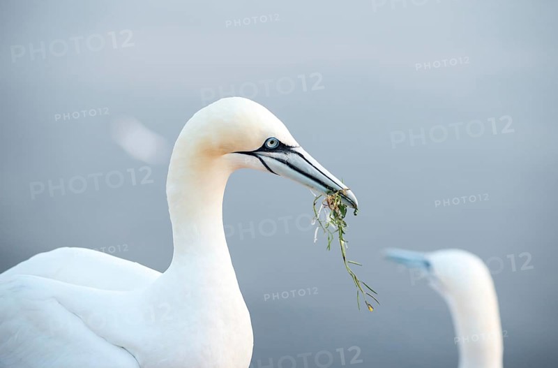 Northern gannet (Morus bassanus) with algae as nesting material in its beak, close-up, second animal in front of the sea in the background, Lummenfelsen, Helgoland Island, North Sea, Schleswig-Holstein, Germany, Europe