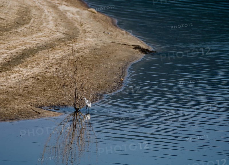 Snowy Egret standing in water behind a bush growing in a lake