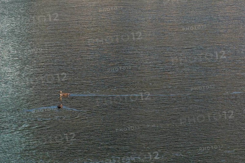Two spot bill ducks swimming in river