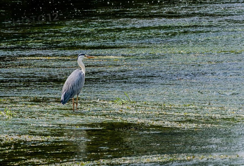 Little blue heron standing on a pebbled sandbar in a shallow river hunting for food