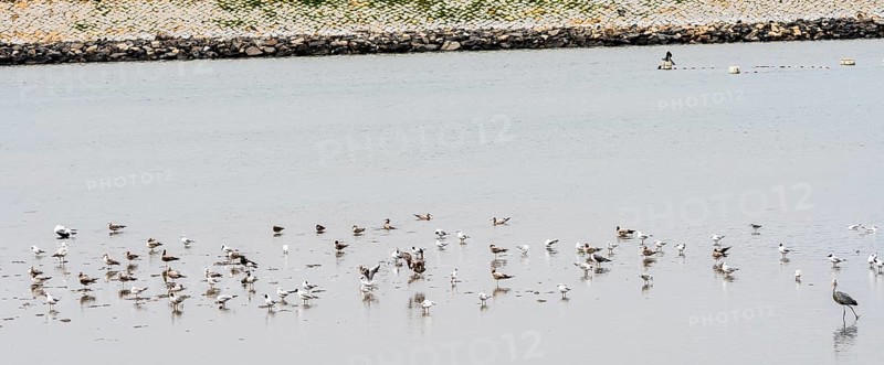Flock of seagull in shallow water of a inland sea in South Korea with rocky shoreline in background