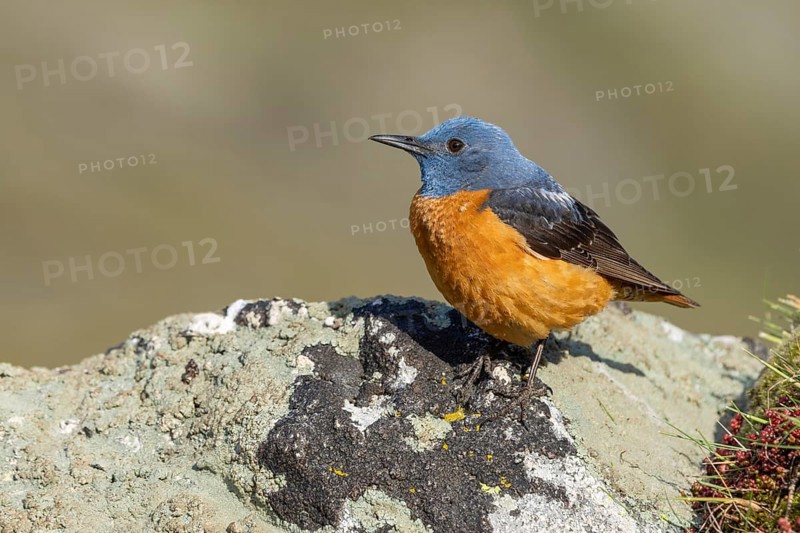 Common rock thrush (Monticola saxatilis), male, Castile-Leon province, Picos de Europa, Spain, Europe