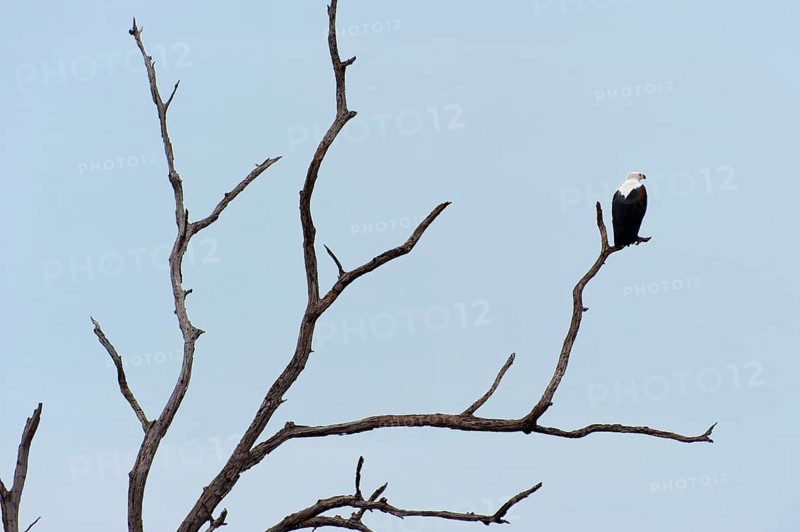 African Fish Eagle (Haliaeetus vocifer), White-tailed Eagle, African Fish Eagle on a tree, branch, branches, dead, Chobe National Park, Botswana, Africa