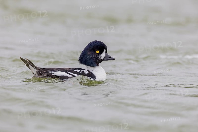 Barrow's goldeneye (Bucephala islandica), male, Laxa River, Lake Myvatn, Iceland, Europe