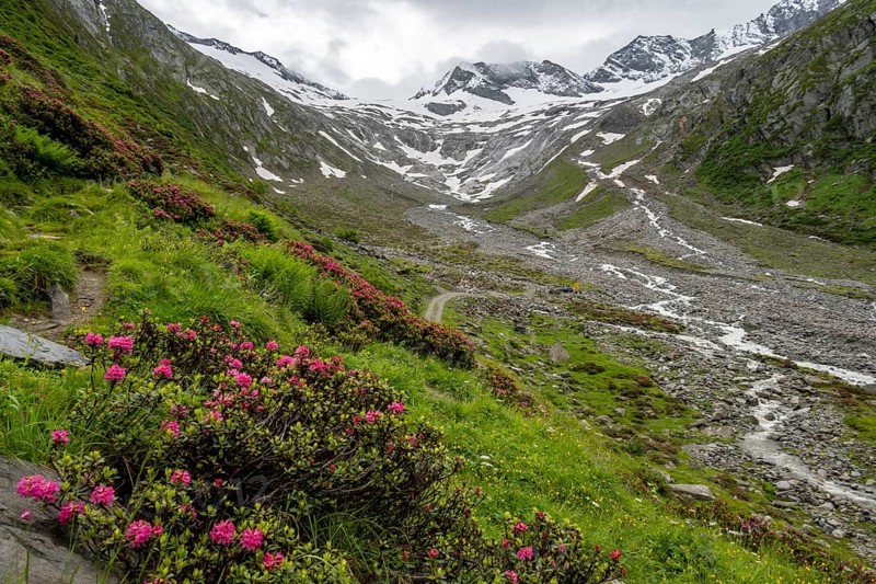 Alpine roses in bloom, view of the Schlegeisgrund valley, glaciated mountain peaks Hoher Weiszint and Dosso Largo with Schlegeiskees glacier, Berliner Hoehenweg, Zillertal, Tyrol, Austria, Europe