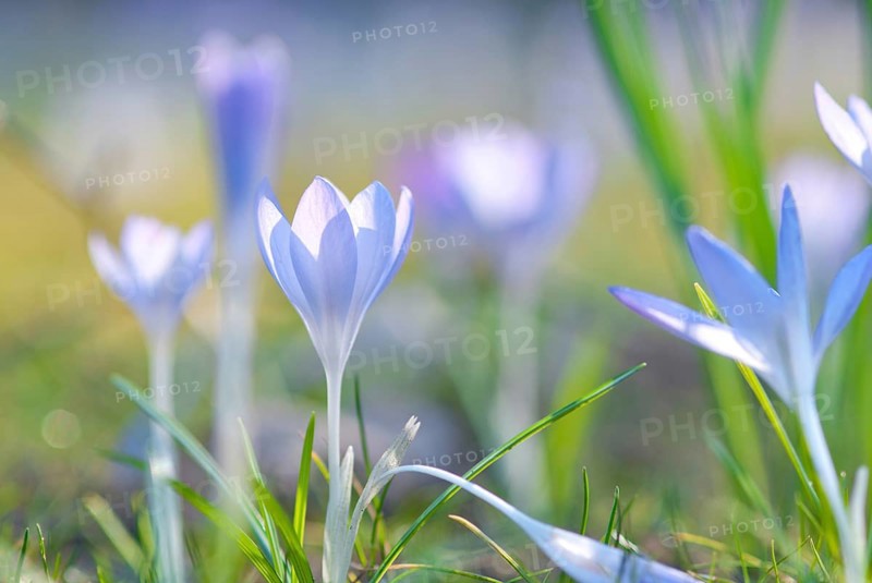 Light violet, lilac, purple crocuses (Crocus sp.) blooming in a meadow, signalling the beginning of spring and glowing in the sunlight, close-up, Lower Saxony, Germany, Europe