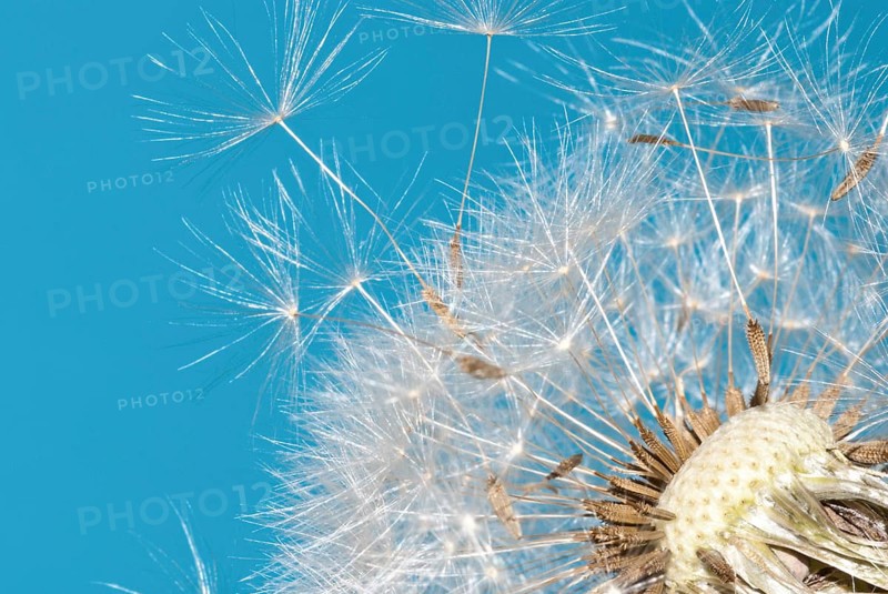 Common dandelion (Taraxacum ruderalia), seed head with seeds on flying umbrella (pappus) in front of blue sky, dandelion, sunny, umbrella flyer, symbol for lightness and wishes, seeds detach and fly away, macro photograph, close-up, Lower Saxony, Germany, Europe