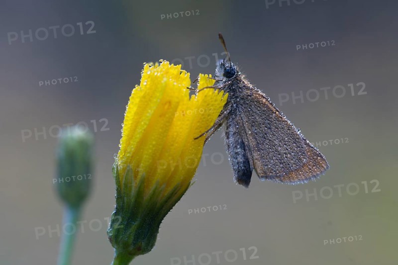 Small skipper (Thymelicus sylvestris), Emsland, Lower Saxony, Germany, Europe