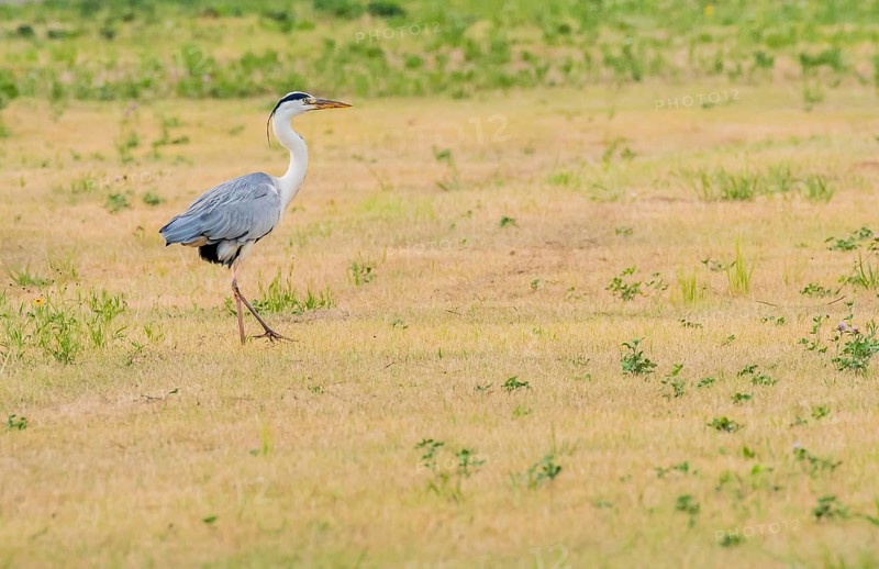 Little blue heron standing in a clearing at a public park in South Korea