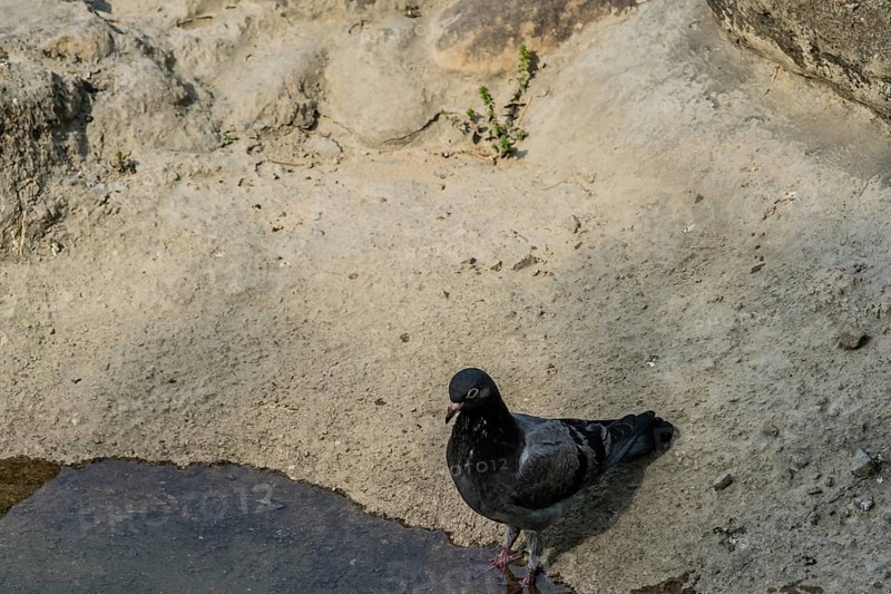 Rock pigeon standing in shallow water at the edge of a pond