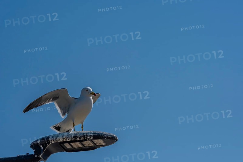 Single seagull perched on top of street light covered with bird droppings