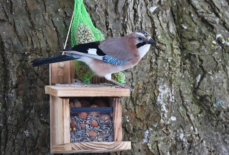 Eurasian jay (garrulus glandarius) sitting on squirrel feeder and eating peanuts
