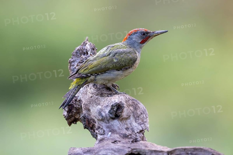Iberian green woodpecker (Picus viridis sharpei) (Picus sharpei), male, province of Castile-Leon, Spain, Europe