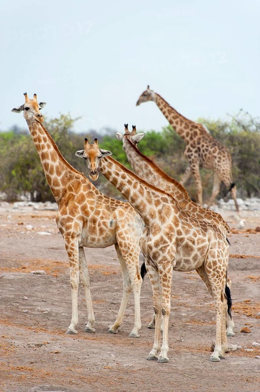 Angolan giraffe (Giraffa giraffa angolensis) giraffe, herd, group, several, walking, Etosha National Park, Namibia, South West Africa, Africa
