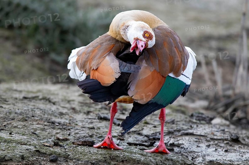 A Egyptian goose during intensive plumage care, Lake Kemnader, Ruhr area, North Rhine-Westphalia, Germany, Europe