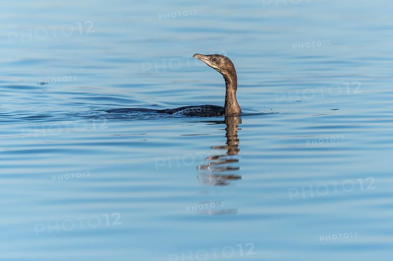 Pygmy Cormorant (Microcarbo pygmaeus) swimming in the water in search of food. Bas-Rhin, Alsace, Grand Est, France, Europe