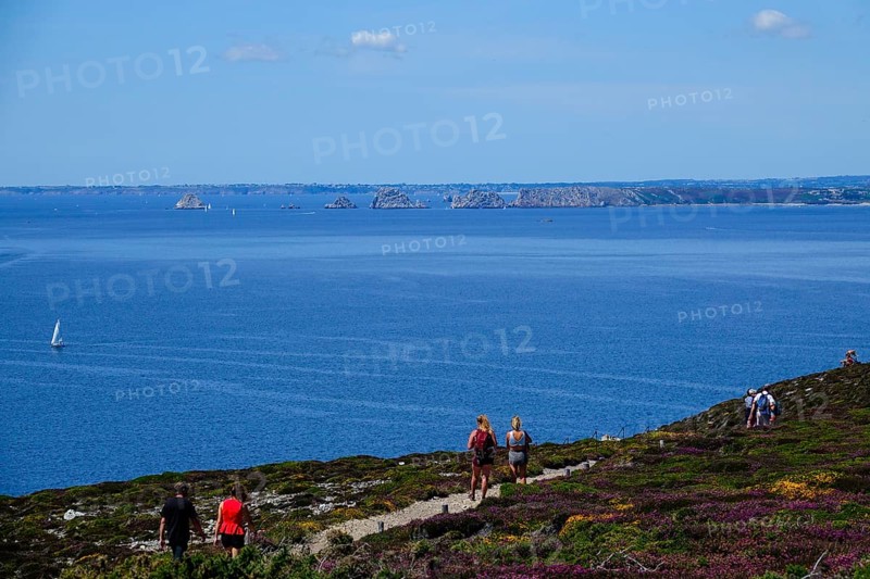 Heath landscape on the Cap de la Chevre, behind Pointe de Pen Hir with the rocks Les Tas de Pois, Crozon peninsula, Finistere department, Brittany region, France, Europe