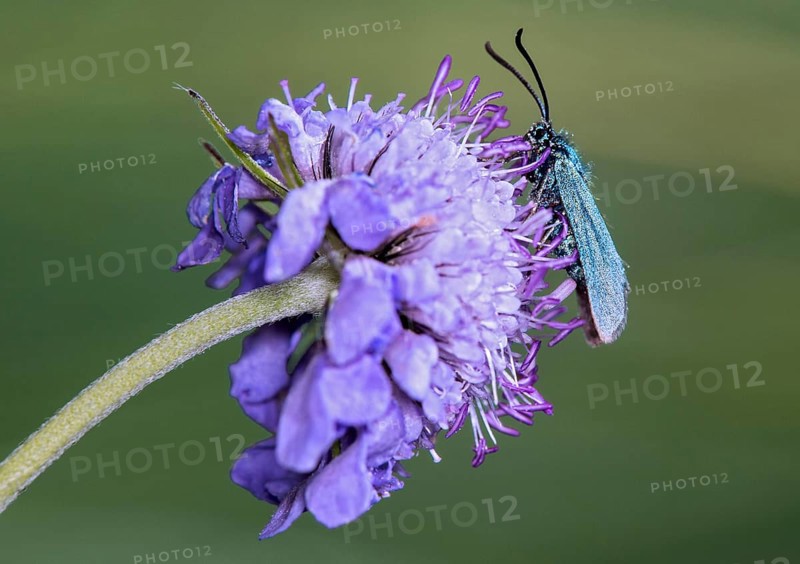 Green hawkmoth (Adscita sp.), moth of the Zygaenidae family, Valais, Switzerland, Europe