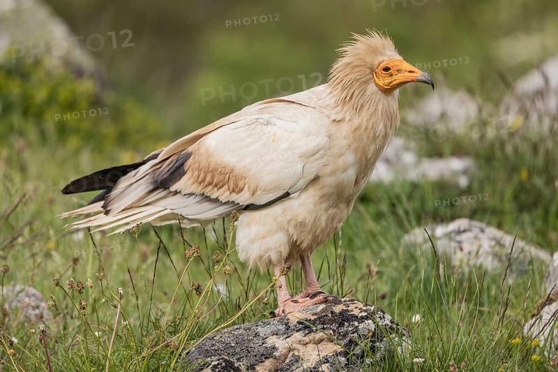Egyptian Vulture (Neophron percnopterus), Castile-Leon Province, Picos de Europa, Spain, Europe
