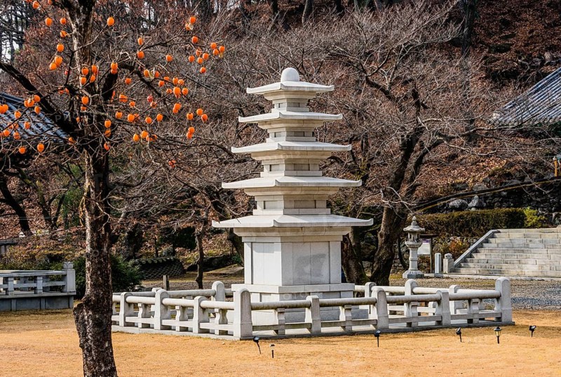 Five story pagoda in concrete enclosure in front of barren tree with persimmons hanging from leafless persimmon tree in foreground