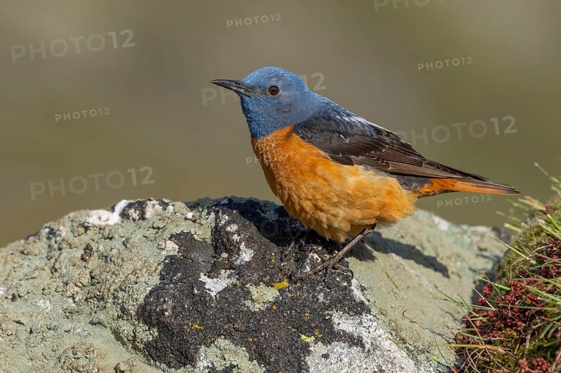 Common rock thrush (Monticola saxatilis), male, Castile-Leon province, Picos de Europa, Spain, Europe