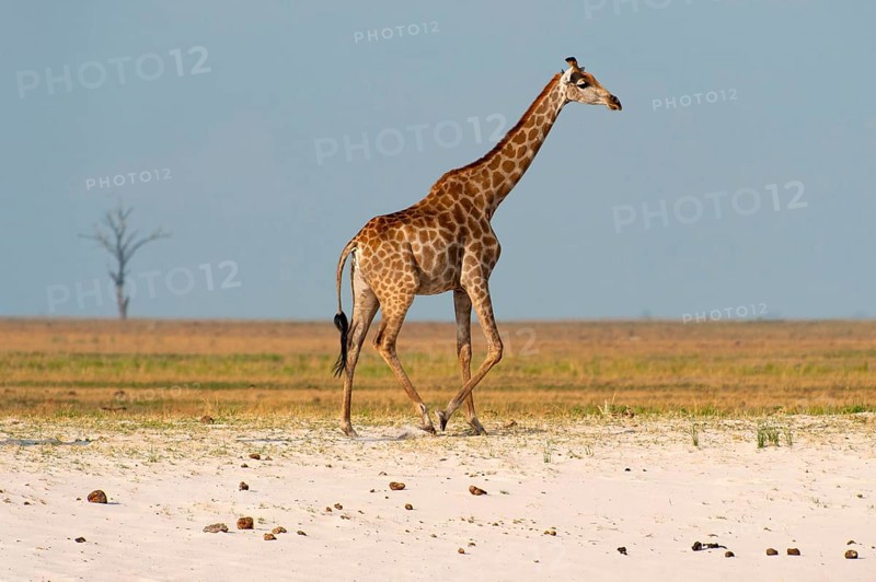 Angolan giraffe (Giraffa angolensis), animal, ungulate, travel, destination, safari, steppe, free-living, wilderness, sideways, whole, wilderness Chobe National Park, Botswana, Africa